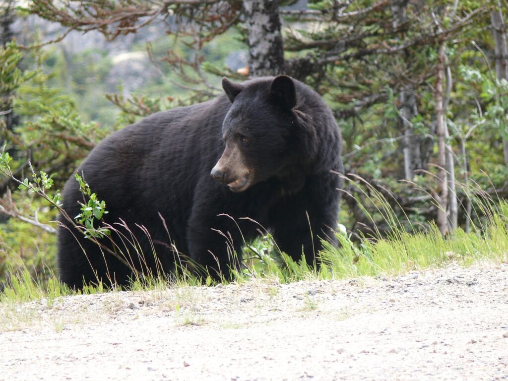 Black Bear