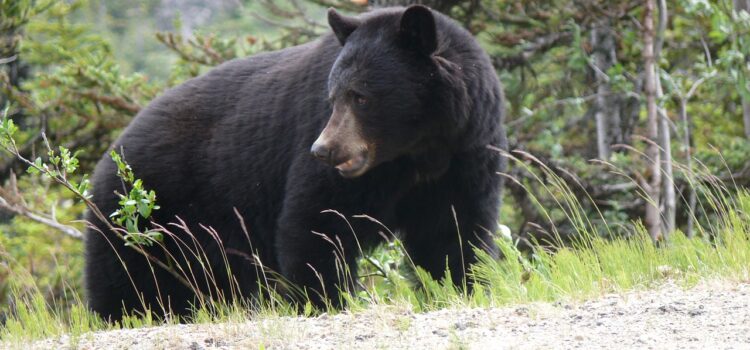 4 National Parks Worth Exploring Near Corner Brook